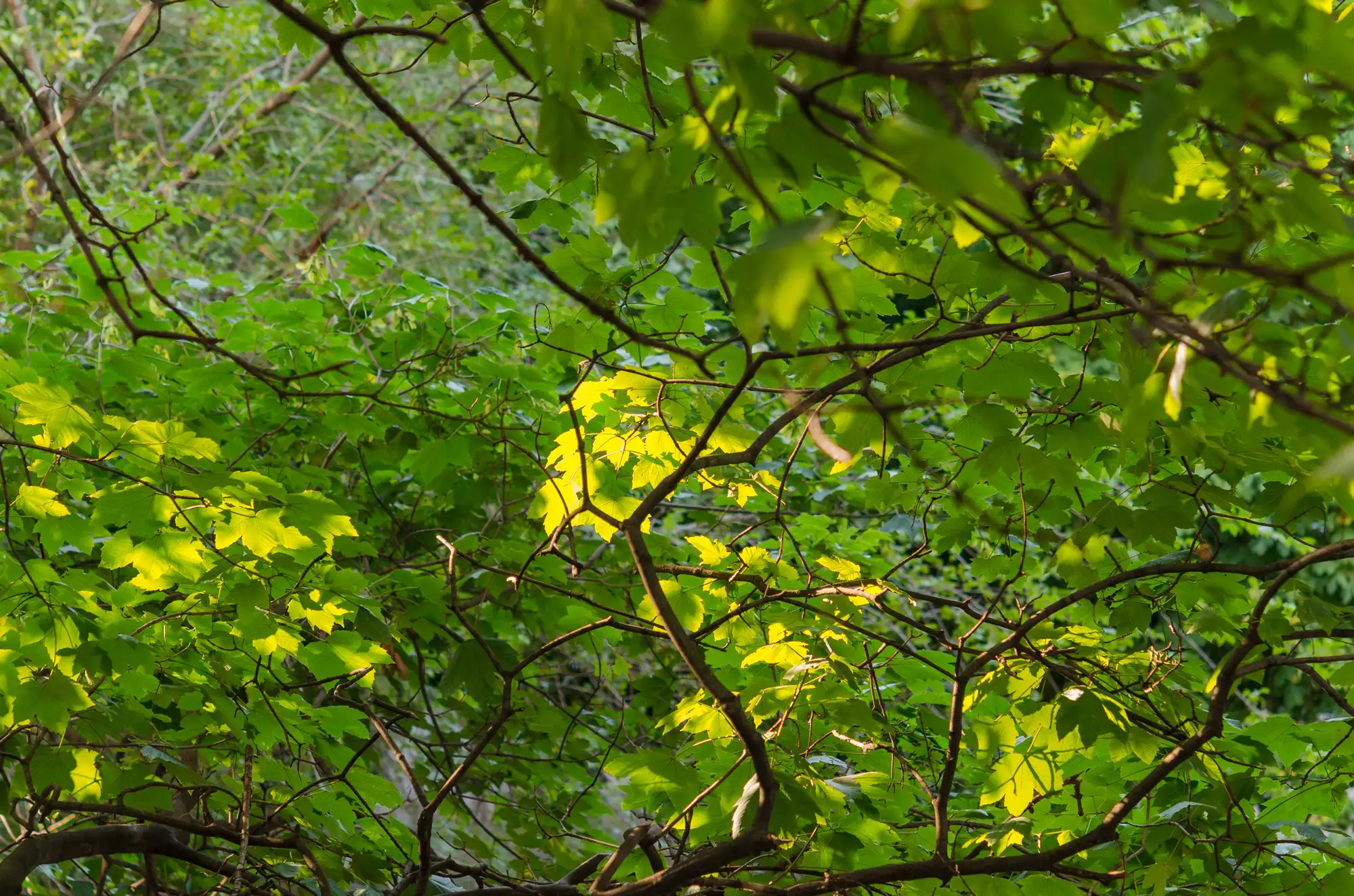 Reliable Tree Maintenance