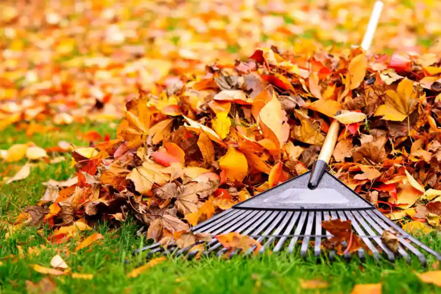 Spring and Fall Cleanup
