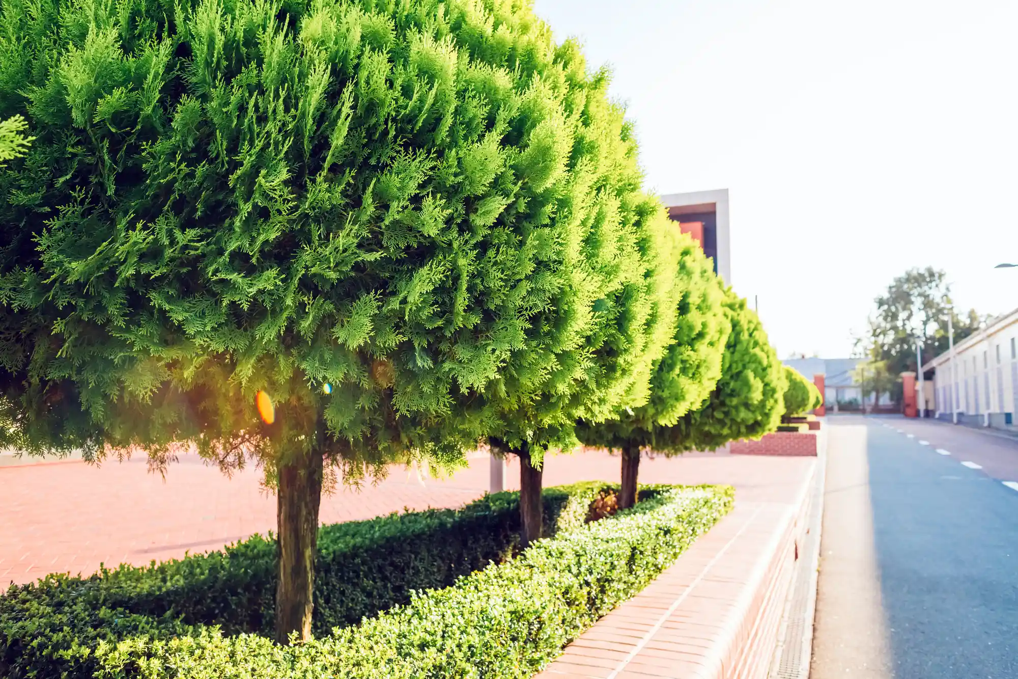 Street Tree Trimming