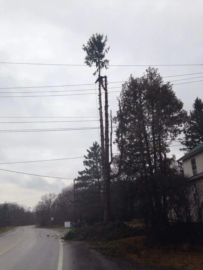 Tree Maintenance